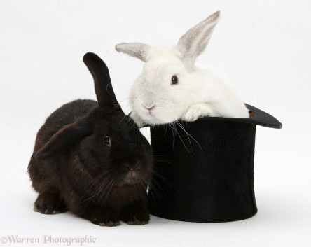 White rabbit in a top hat with black rabbit